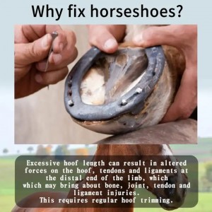 Durable Wooden Handle Soft Horse Hair Bristle Dandy Brush Horse Grooming Tools