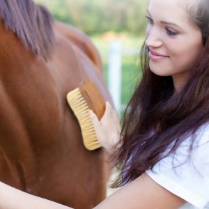 Factory Wholesale Custom Logo Wooden Horse Groom Equipment Brushes for Cleaning and Grooming