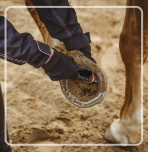 Wood Hoof Pick with Brush Horse Grooming Equipment Too